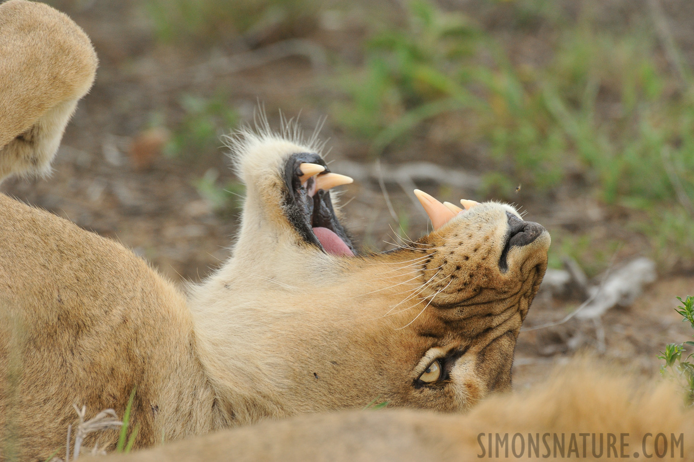 Panthera leo melanochaita [550 mm, 1/500 sec at f / 8.0, ISO 1600]